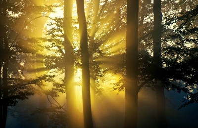 The Light